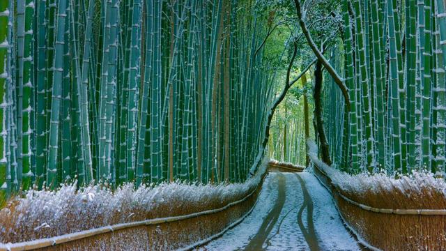 Sagano_bamboo_forest_in_Kyoto